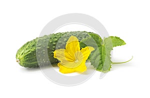 Fresh green cucumber with leaf and flower natural vegetables organic food isolated on white background