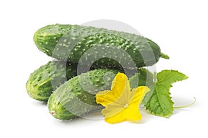 Fresh green cucumber with leaf and flower natural vegetables organic food isolated on white background