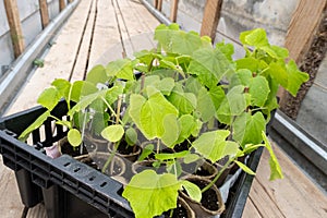 Fresh green cucumber seedlings are growing in pots