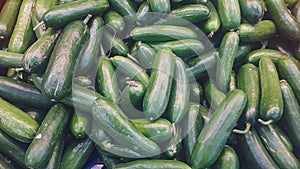 Fresh green cucumber at the vegetable store , group green pepperss