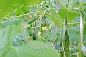 Fresh green cucumbers in the industrial greenhouse.Natural and organic ingredients for a healthy diet.