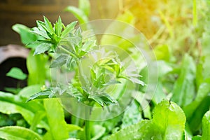 Fresh green culantro or parsley ,sawtooth coriander, eryngium foetidum, healthy concept