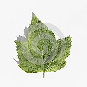 Fresh green currant leaf isolated on white with shadow