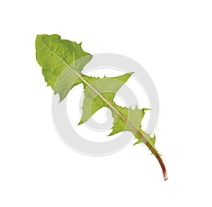 Fresh green dandelion leaf isolated on white