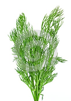 Fresh green dill