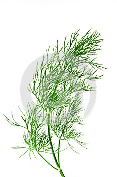 Fresh green dill