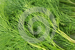 Fresh green dill. background of herb.