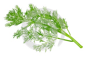 fresh green dill isolated on white background. top view