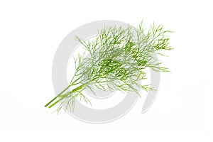 Fresh green dill leaves bunch, raw organic leaf, isolated on white background