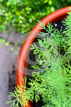 Fresh Green Dill Plant Seen From Overhead - Anethum graveolens