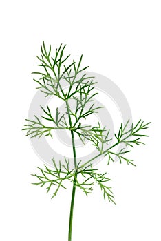 Fresh green dill twigs, isolated on white