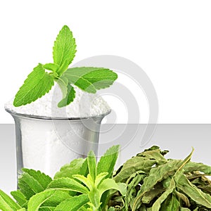 Fresh green and dried Stevia and extract powder on white background