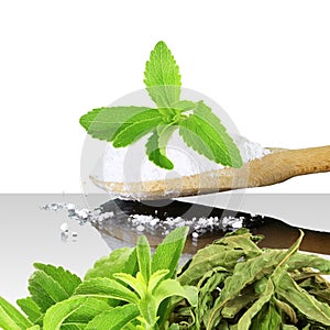 Fresh green and dried Stevia and extract powder on white background