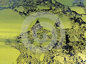Fresh green duckweed floating on a pond photo