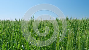 Fresh green ears of young green wheat on nature in spring field under clear blue sky. Agriculture summer background