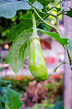 Fresh green eggplant on tree