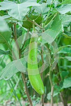 Fresh green eggplant on tree