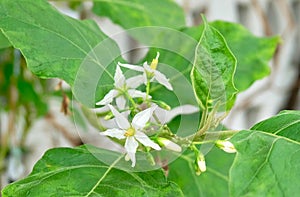 Fresh Green Eggplant Tree with White Blossoms