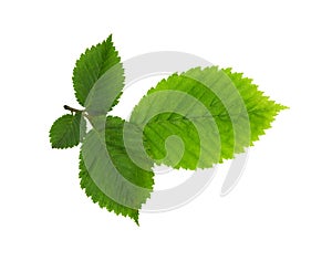 Fresh green elm-tree leaves isolated on white