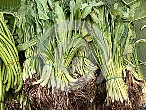 fresh green Eryngium foetidum or long coriander leaves for sale at market