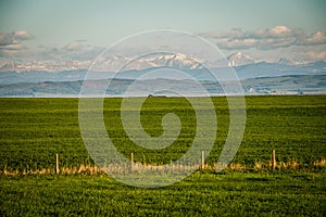 Fresh green of Farmland in Southern Alberta in Canada