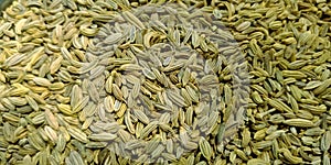 Fresh green fennel seeds isolated on green colour
