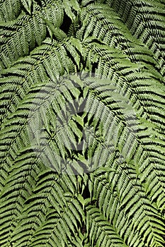 Fresh green fern leaf background