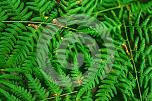 Fresh green fern leaves on blur background in the garden. Texture of fern leaves.