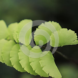 Fresh green fern leaves and their beautiful arrangement