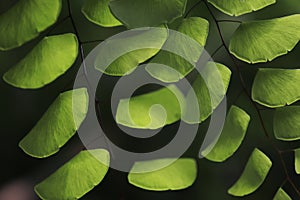 Fresh green fern leaves and their beautiful arrangement