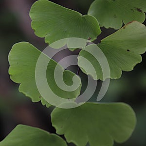 Fresh green fern leaves and their beautiful arrangement