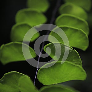 Fresh green fern leaves and their beautiful arrangement