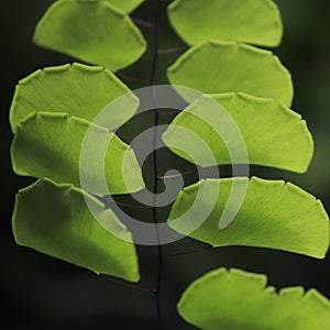 Fresh green fern leaves and their beautiful arrangement