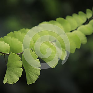 Fresh green fern leaves and their beautiful arrangement