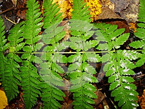 Green fern leaves. Green fern branch with twirled leaves. Natural background. in the forest.
