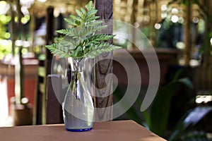 Fresh green fern plant in translucent vase on table