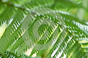 Fresh green ferns background