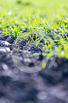 Fresh, green and fertile agriculture plants, grass