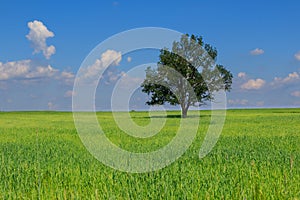 Fresh green field of juvenille grain and tree