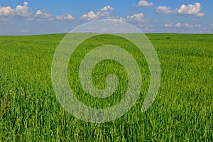 Fresh green field of juvenille grain and tree