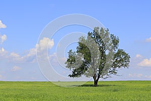 Fresh green field of juvenille grain and tree