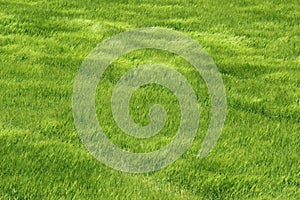 Fresh green field of mountain barley