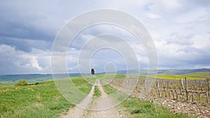 A fresh green field and a path to the lone tree