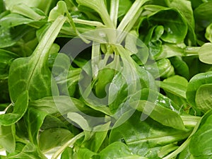 Fresh green field salad