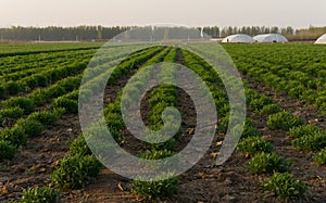 Fresh green on field spring agriculture