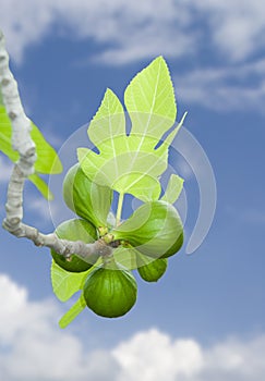 Fresh green fig branch in the sky