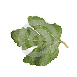 Fresh green fig leaf isolated on white