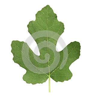 Fresh green fig leaf isolated on white background