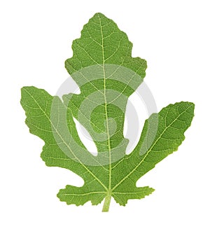 Fresh green fig leaf isolated on white background