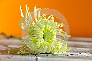 Fresh green flowers, wedding, and holiday arrangements.